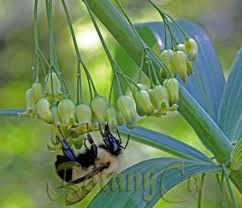 Attēlu rezultāti vaicājumam “Polygonatum verticillatum bud”