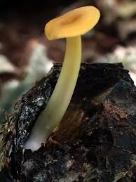 Attēlu rezultāti vaicājumam “Lignydium muscorum spores”