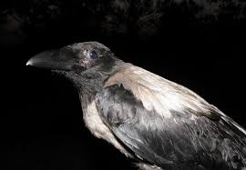 Attēlu rezultāti vaicājumam “Corvus cornix”