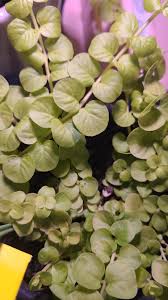 Attēlu rezultāti vaicājumam “Lysimachia nummularia leaf”