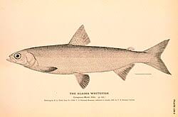 Image result for Coregonus huntsmani