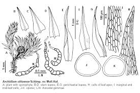 Attēlu rezultāti vaicājumam “Rhabdoweisia fugax sporophyte”