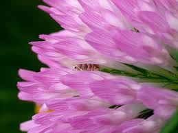 Attēlu rezultāti vaicājumam “Phyllonorycter nicellii”
