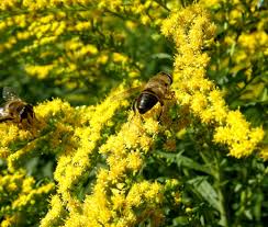 Attēlu rezultāti vaicājumam “Solidago canadensis flower”