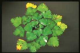 Attēlu rezultāti vaicājumam “Trapa natans leaf”