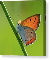 Attēlu rezultāti vaicājumam “Lycaena dispar”