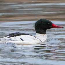Attēlu rezultāti vaicājumam “Mergus merganser male”