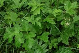 Image result for Heracleum sphondylium