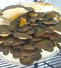 Attēlu rezultāti vaicājumam “Panellus serotinus”