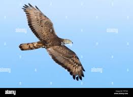 Attēlu rezultāti vaicājumam “Pernis apivorus adult”