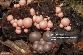 Attēlu rezultāti vaicājumam “Lycogala miserum”