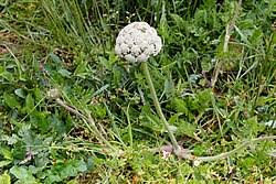Attēlu rezultāti vaicājumam “Daucus sativus flower”