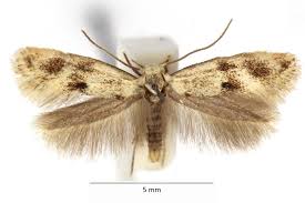 Attēlu rezultāti vaicājumam “Elachista maculicerusella”