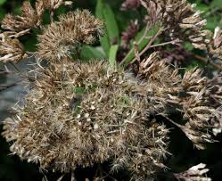 Attēlu rezultāti vaicājumam “Physarum pezizoideum stalked”