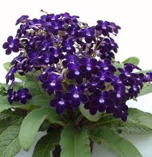Image result for Streptocarpus