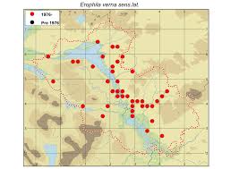 Attēlu rezultāti vaicājumam “Erophila verna fruit”