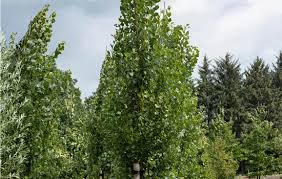 Attēlu rezultāti vaicājumam “Populus alba Nivea”