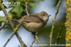 Attēlu rezultāti vaicājumam “Sylvia borin eggs”