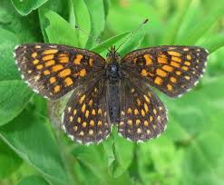 Attēlu rezultāti vaicājumam “Melitaea diamina”