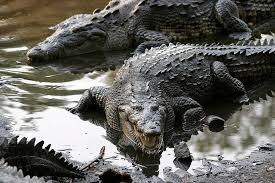 Image result for Crocodylus acutus