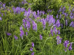 Attēlu rezultāti vaicājumam “Vicia tenuifolia”