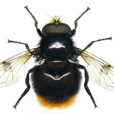 Attēlu rezultāti vaicājumam “Volucella bombylans”