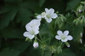 Attēlu rezultāti vaicājumam “Geranium sylvaticum leaf”