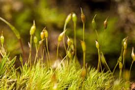 Attēlu rezultāti vaicājumam “| Dicranella”