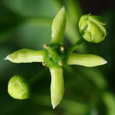 Attēlu rezultāti vaicājumam “Euonymus europaeus bud”
