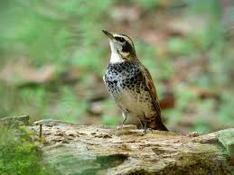 Image result for Turdus eunomus