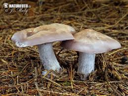 Attēlu rezultāti vaicājumam “Lepista nuda”