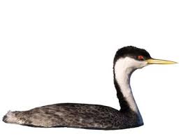 Attēlu rezultāti vaicājumam “Podiceps cristatus adult”