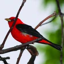 Image result for Piranga olivacea