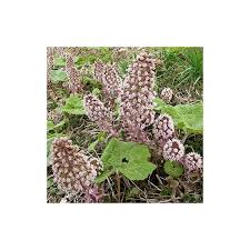 Attēlu rezultāti vaicājumam “Petasites hybridus”