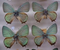 Attēlu rezultāti vaicājumam “Favonius quercus”