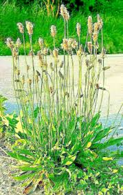 Attēlu rezultāti vaicājumam “Plantago lanceolata”