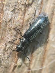 Attēlu rezultāti vaicājumam “Dasytes caeruleus”