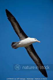 Image result for Thalassarche melanophris