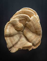 Attēlu rezultāti vaicājumam “Bondarzewia mesenterica”