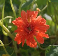 Attēlu rezultāti vaicājumam “Tropaeolum majus bud”