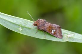 Attēlu rezultāti vaicājumam “Amphipoea”