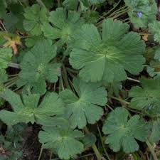 Attēlu rezultāti vaicājumam “Geranium pyrenaicum leaf”