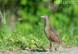 Image result for Crex crex