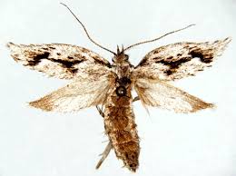 Attēlu rezultāti vaicājumam “Diurnea lipsiella male”