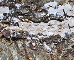 Attēlu rezultāti vaicājumam “Elmerina caryae”