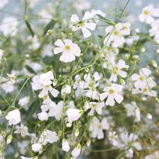 Attēlu rezultāti vaicājumam “Gypsophila fastigiata flower”