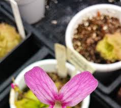 Attēlu rezultāti vaicājumam “Pinguicula vulgaris fruit”