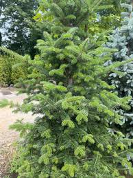 Attēlu rezultāti vaicājumam “Abies balsamea”