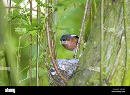 Attēlu rezultāti vaicājumam “Fringilla coelebs nest”