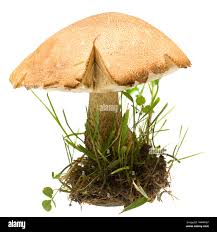 Attēlu rezultāti vaicājumam “Leccinum melaneum”